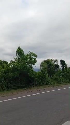 The video captures a view from a moving vehicle, likely on a road, looking out at a landscape. The dominant features are a gray, cloudy sky and a stretch of green vegetation bordering the right side of a paved road. The vegetation consists of trees and bushes, some of which are dense and others appear to be smaller. The road itself has white lines marking its edges or lanes. The camera perspective suggests motion, with the trees and landscape appearing to move past the viewer. There are no people or distinct man-made structures visible other than the road and a possible signpost in the second frame. The overall impression is of a drive through a natural, possibly rural or semi-rural, environment under overcast skies.