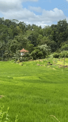 Morning documentation of Sri Lankan rice paddies by motorbike visitor