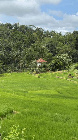 Morning documentation of Sri Lankan rice paddies by motorbike visitor