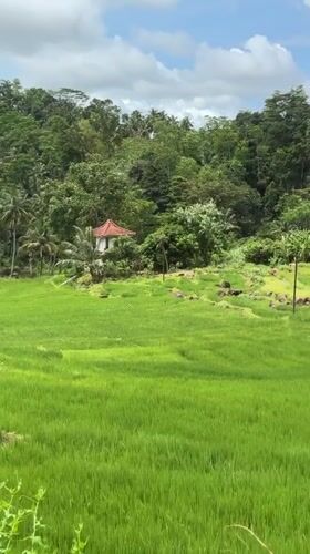 Morning documentation of Sri Lankan rice paddies by motorbike visitor