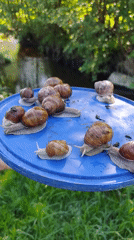 Snail collection activity documented in Kratovo, Russia