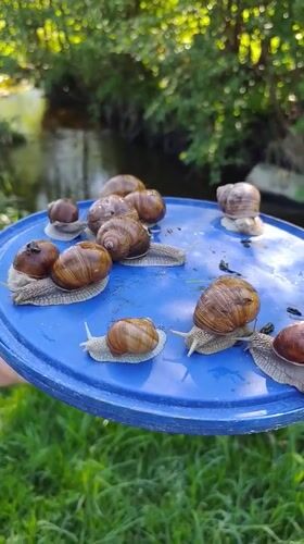 Snail collection activity documented in Kratovo, Russia