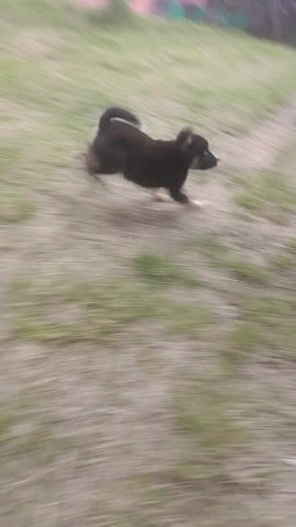 A person is petting a small dog on grass. The dog is mostly black with white on its belly and legs. The person is wearing sandals. The dog turns and faces the camera. It has blue eyes. It moves out of view.