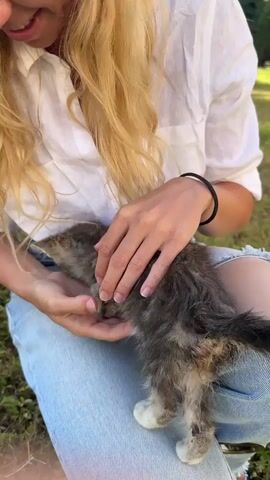 The video shows a close-up of a person holding a small, gray tabby kitten. The person, whose face is mostly out of frame, has long blonde hair and is wearing a white collared shirt and ripped blue jeans. The kitten is nestled in the person's lap, and the person's hands are gently stroking its back and head. The kitten appears to be looking down and to the left. The background is out of focus but appears to be an outdoor setting with green grass and some vegetation. The lighting suggests it is daytime.