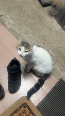 Cat sits on tile floor, runs away in Bulgaria