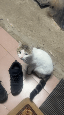 Cat sits on tile floor, runs away in Bulgaria