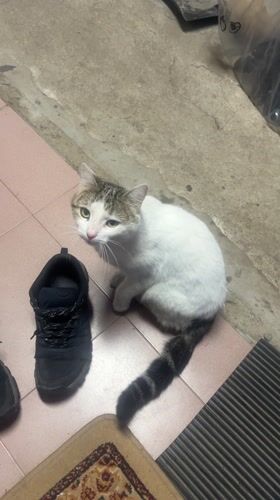 Cat sits on tile floor, runs away in Bulgaria