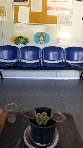 A static, eye-level shot looks into a waiting room. Four blue, plastic chairs with white accents are lined up against a gray wall. Two colorful drawings are tacked to the wall above the chairs: one of Frankenstein's monster and another of a fairy. A bulletin board with papers is above the drawings. In the foreground, a small potted plant with green and maroon leaves sits on a dark table. To the left of the plant is a clear plastic cup. The flooring is a speckled gray linoleum.