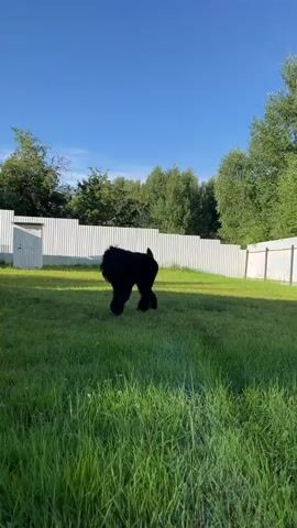 Two black dogs are playing on a grassy lawn on a sunny day. The dogs appear to be Black Russian Terriers. One dog is chasing the other dog. The dogs are interacting playfully with each other. The background shows trees, a white fence, and a house. The sky is blue and clear.