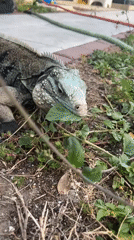 Large iguana spotted feeding in Cape Coral, Florida