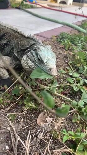 Large iguana spotted feeding in Cape Coral, Florida
