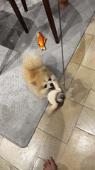 Pomeranian plays with toys in Indonesian home setting