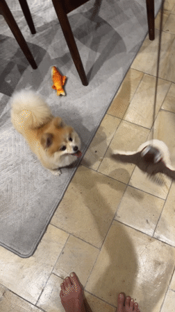 Pomeranian plays with toys in Indonesian home setting