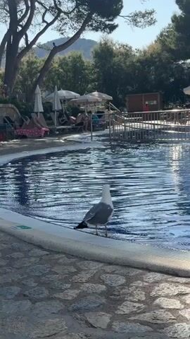 The video depicts a peaceful outdoor scene at a resort in Es Camp De Mar, Spain. In the foreground, a seagull stands at the edge of a clear blue swimming pool, its reflection rippling on the water's surface. The pool is surrounded by a stone pathway and a white tiled edge. In the background, several people are relaxing on lounge chairs under white umbrellas, enjoying the sunny weather. Trees and lush greenery frame the scene, with hills visible in the distance under a bright sky. The overall atmosphere is one of leisure and tranquility, suggesting a warm, late morning or early afternoon in a vacation setting. There is no visible text in the video.