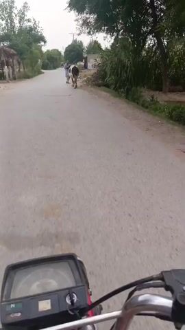 The video shows a first-person perspective of someone riding a motorcycle on a paved road. Initially, a man in traditional clothing is walking a black and white cow on the road. The motorcycle passes them, and the view continues down the road, which is lined with trees and some buildings. The day appears overcast. The road surface shows signs of wear. The motorcycle dashboard is visible, with the speedometer needle at zero.