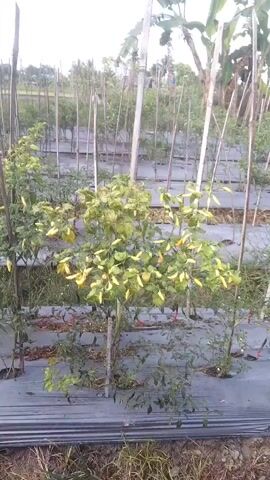 This video shows a farm with rows of chili plants. The plants are young and some are bearing fruit, which are green and yellow. They are planted in raised beds covered with black plastic mulch, and supported by wooden stakes. The background shows more rows of plants and some trees. The lighting suggests it is either early morning or late afternoon. There are no people visible in the video.
