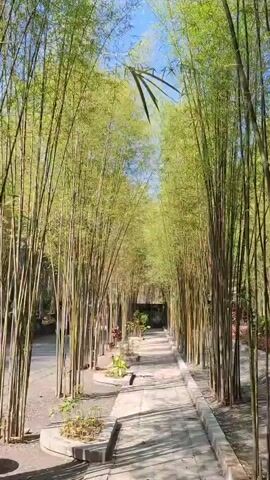 A narrow path made of paving stones winds through a dense grove of tall, slender bamboo stalks. The bamboo creates a natural tunnel, with its green leaves forming a canopy overhead and casting dappled shadows on the path. The sky is a clear blue. On either side of the path, there are circular garden beds with some low-lying plants and mulch. The path leads to a dimly lit, open structure in the distance, suggesting an entrance or a shaded area. The scene is peaceful and tranquil, with the sunlight filtering through the bamboo leaves.