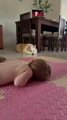 Baby and corgi share quiet moment in Thai home