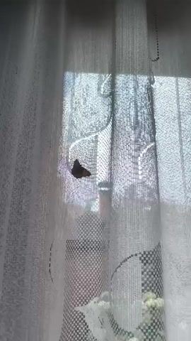 A moth is seen on a white curtain. The moth is dark brown and triangular in shape. The curtain is sheer and has a floral pattern. Sunlight streams through the window behind the curtain, creating a bright, hazy effect. The moth remains stationary on the curtain throughout the short video clip.