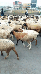 Sheep herd crosses busy Nairobi street guided by young herder