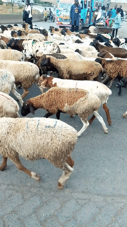 Sheep herd crosses busy Nairobi street guided by young herder