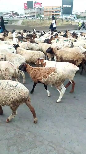 Sheep herd crosses busy Nairobi street guided by young herder
