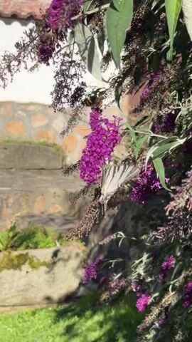 The video captures a close-up of a flowering bush with purple blossoms. A large, light-colored butterfly with dark stripes on its wings is perched on one of the flower clusters, its wings spread open. Another smaller, darker butterfly is visible further up on the same branch. The background shows a stone wall or steps and some greenery, suggesting an outdoor setting. The sunlight highlights the delicate details of the butterflies and the vibrant flowers.