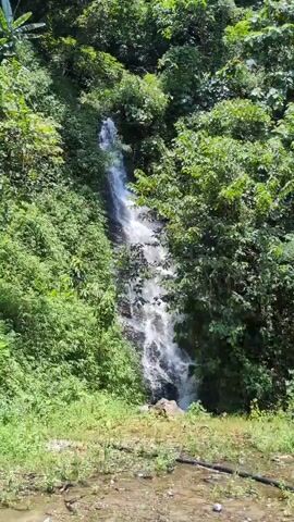 A narrow waterfall cascades down a rocky incline covered in lush green vegetation. The surrounding area is dense with trees and foliage, creating a verdant and natural setting. The bottom of the waterfall leads to a muddy area with some debris.