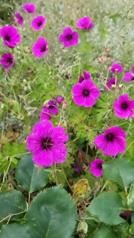 A close-up shot of bright magenta geranium flowers in a garden. The flowers have five petals and dark centers. They are surrounded by green foliage and other blurred magenta flowers in the background. The lighting is natural, suggesting an outdoor setting during the daytime. There are no people or animals visible in the frame.