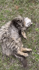 Spring morning documented in Tyulyuk: cat, birdhouses, flowers