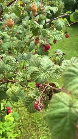 The video shows a close-up of a raspberry bush with ripe raspberries hanging from the branches. The leaves are green and lush. The camera pans slightly, showing more of the bush and the surrounding greenery. In the final seconds, a hand reaches into the frame and gently picks a raspberry from a branch. The background is blurred, suggesting a shallow depth of field, and the overall scene is one of natural abundance.