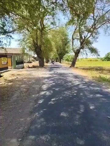 The video shows a paved road lined with trees on both sides. The trees are tall with green leaves and cast shadows on the road. The road appears to be in a rural or semi-rural area, with dry grass and some buildings visible in the background. There are several motorcycles on the road, traveling in the same direction as the camera. The sky is blue and clear, indicating a sunny day. The camera is moving forward, suggesting it is attached to a moving vehicle or being carried by someone walking. The overall impression is one of a peaceful, scenic drive.