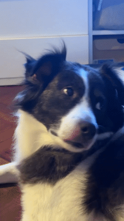 Border Collie in Vigo, caught from multiple close angles