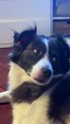 This is a close-up, blurry video of a black and white border collie dog lying down, likely on a bed or couch. The dog's head is the primary focus, and it appears to be looking up and slightly to the right. The background consists of white furniture, possibly a dresser or cabinet, and some items on shelves. The lighting is soft and slightly blue. The dog's fur is in motion, suggesting it might be shaking its head or moving its neck.