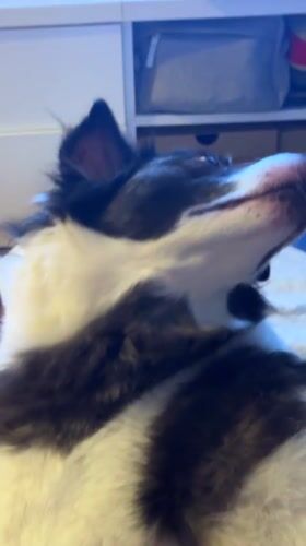 Border Collie in Vigo, caught from multiple close angles