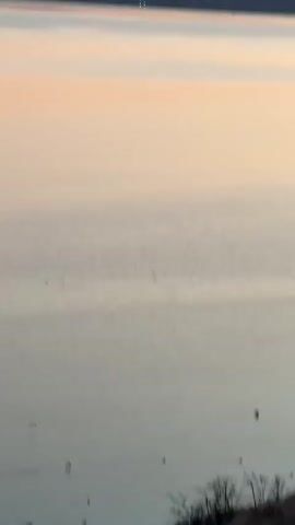 The video captures a wide shot of a body of water at sunset. The sky is painted with hues of pink and orange, transitioning into a softer peach and then a light blue. A dark, silhouetted landmass forms the horizon line across the top of the frame. The water's surface is calm with gentle ripples, reflecting the colors of the sky. Numerous small, dark shapes, likely birds, are scattered across the water, some appearing to be in flight or on the surface. In the foreground, on the right side, the dark silhouettes of trees and vegetation are visible, suggesting the camera is positioned on a higher elevation overlooking the water. The overall scene evokes a peaceful and serene natural landscape.