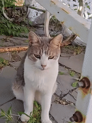 Neighborhood cats going about their day in Rostov-on-Don
