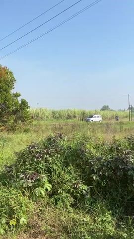 A white car is driving on a road next to a field of tall green plants, possibly sugarcane. The sky is clear and blue. There is vegetation in the foreground, with trees and bushes. Overhead power lines are visible.