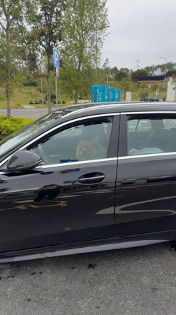 Morning moments in Pombal: dog photos and Portuguese pastries