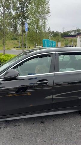 A woman is seen in the reflection of the driver's side window of a black car. She is holding a phone, appearing to take a photo. As the window rolls down, a small, apricot-colored poodle is revealed, sitting in the driver's seat, looking at the camera. The interior of the car features black leather seats. The car is parked outdoors, with trees and a sign visible in the background.