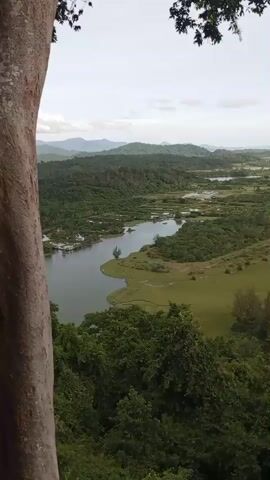 The video pans across a lush green landscape featuring a winding river, diverse vegetation, and a distant coastline with a prominent, tree-covered headland jutting into the turquoise sea under an overcast sky. The foreground is dominated by the trunk of a large tree on the left and dense foliage. The middle ground showcases the river meandering through a patchwork of green fields and scattered bodies of water. A long, narrow strip of trees, possibly casuarinas, lines the edge of the land, separating it from the beach and the sea. In the background, rolling hills form a backdrop to the scene. The camera movement is slow and smooth, offering a panoramic view of the natural environment. There are no people or animals visible in the video.