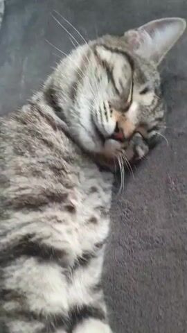 A close-up shot shows a tabby cat sleeping on a dark, textured surface. The cat's eyes are closed, and its mouth is slightly open, revealing a hint of pink tongue. Its fur is a mix of gray and black stripes, with white whiskers extending from its nose and above its eyes. The cat's ears are visible, with one slightly perked up, suggesting it might be in a light sleep. The lighting is soft, indicating it could be daytime indoors, but the specific time of day or weather conditions are not discernible. The setting appears to be a comfortable, domestic environment, possibly a sofa or a blanket, given the soft texture. There are no people visible in the frame, and no text is present. The overall mood conveyed is one of peacefulness and relaxation, centered on the sleeping feline.