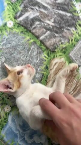 The video shows a person's hand petting a kitten that is lying on its back. The kitten is mostly white with orange markings on its head and back. Its paws are in the air. The background appears to be a blanket or mat with a pattern of rocks, green grass, and white flowers. The camera is positioned directly above the kitten.