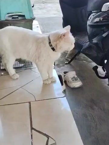A white cat with a collar walks along a tiled ledge, turns its back to the camera, and then walks away to the left. Next to the cat on the floor are a white shoe and a white sandal with a cartoon character on it. To the left of the cat is a metal cage and a green plastic stool on top of a large green bin. To the right of the cat is the side of a black motorcycle. The ground is concrete.