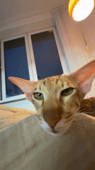 Oriental cat Ksyusha photographed resting in Moscow apartment
