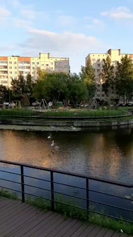 A public park scene with a pond in the foreground. The pond reflects the sky and surrounding buildings. There are at least three white birds flying over the pond. In the background, there is a playground with swings and other equipment, surrounded by trees and grass. Two large, multi-story apartment buildings are visible behind the playground. A wooden walkway with a black metal railing runs along the edge of the pond in the foreground. The sky is blue with some white clouds, suggesting it is daytime.