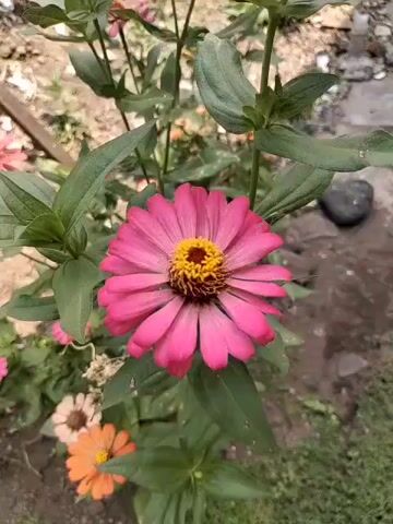 A close-up video shows a pink zinnia flower with a yellow center. The flower is in focus, and the background is blurred, showing green leaves and stems. There are also other flowers visible in the background, including an orange zinnia. The video is shot outdoors in natural light.