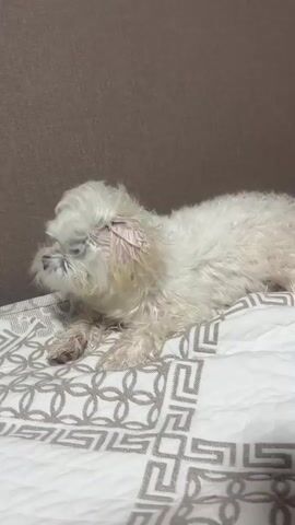 A white, fluffy dog is lying down on a patterned blanket. The dog's head is shaking from side to side, causing its fur to fly around its face. The dog is white with some darker markings around its eyes and nose. It has floppy ears. The blanket is white with a gray geometric pattern. In the background, there is a brown textured surface, likely a sofa or wall. The lighting suggests it is indoors during the daytime. The dog's action of shaking its head might indicate it is trying to get water out of its ears or is playing.