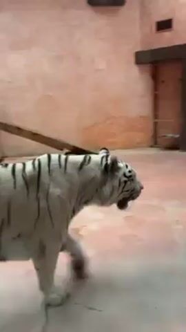 A white tiger with black stripes walks to the left in an indoor enclosure. The tiger is close to the camera. The floor is a pinkish color. There is a closed wooden door behind the tiger. The walls are a faded peach color. The tiger opens its mouth briefly.