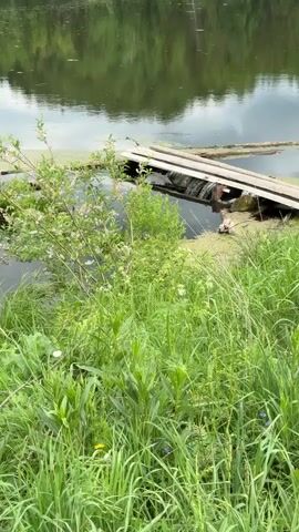 The video shows a still, slightly overcast scene of a small wooden bridge over a slow-moving body of water, likely a stream or pond. The bridge is simple in construction, composed of wooden planks, with some algae or moss growing on it. The water's surface reflects the surrounding trees and cloudy sky, contributing to a calm and reflective ambiance. The foreground is dominated by tall, green grass and various types of foliage, which partially obscures the view of the water's edge. Overall, the scene depicts a tranquil and natural environment.